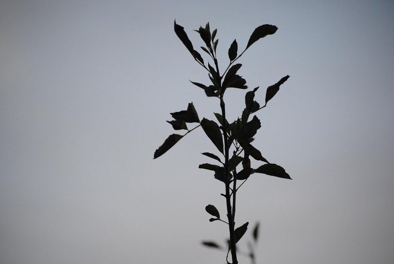 青少年公園最新動(dòng)態(tài)，引領(lǐng)新時(shí)代的綠色休閑潮流