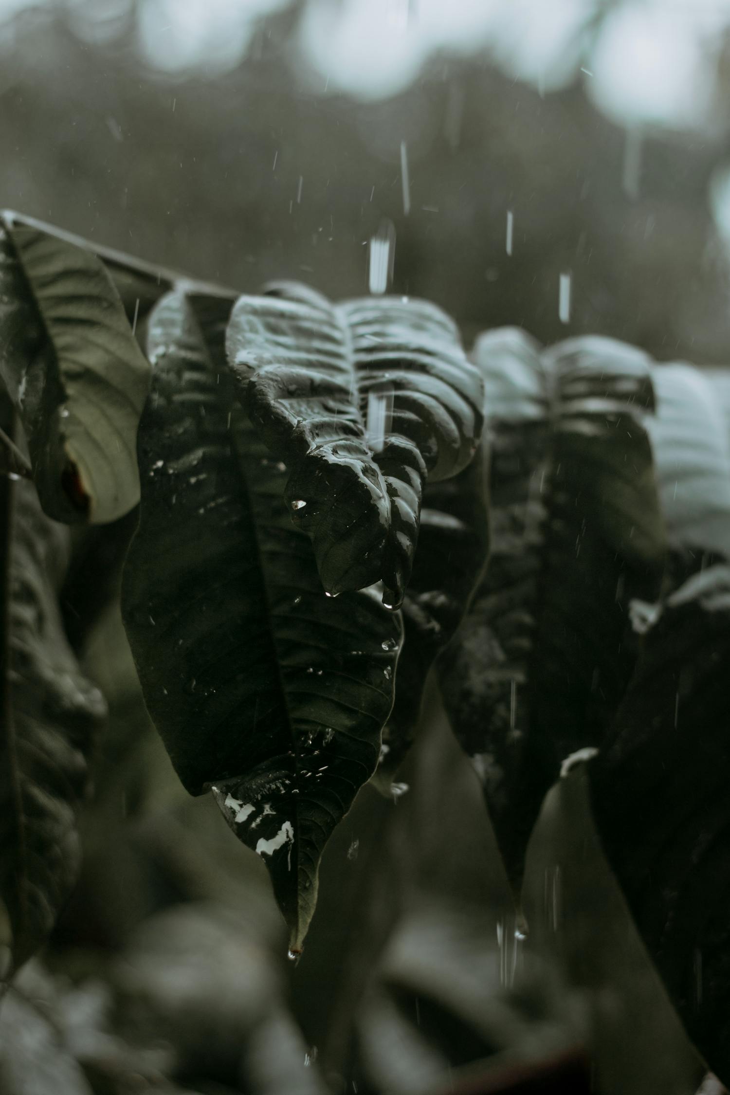 絕叫電視劇，深度解析與探討之旅